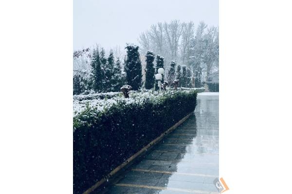 تصویری از باغ تالار رز - تصویر 12